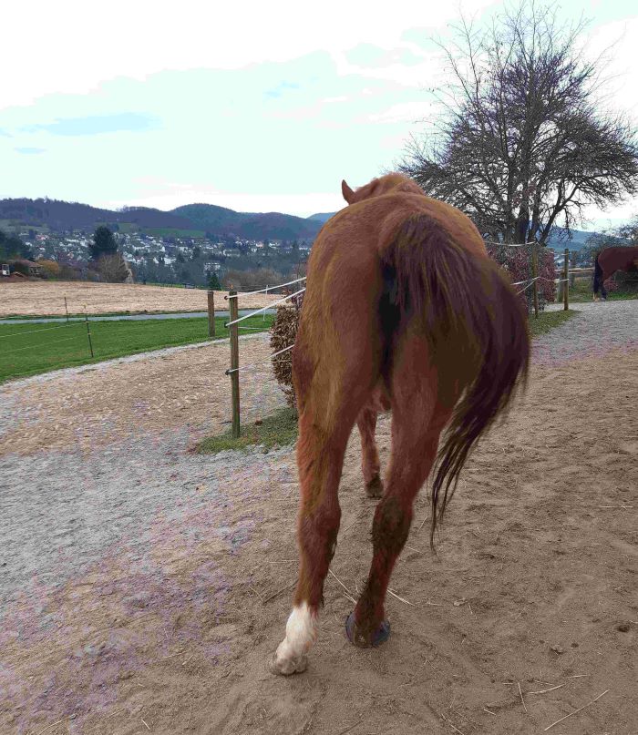 Tierkommunikation und Sidewinder Syndrom tiere sprechen